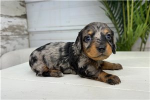 Alicia - Dachshund, Mini for sale