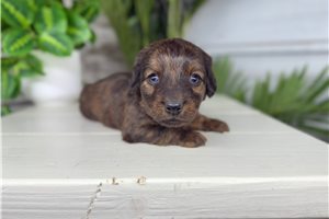 Patch - puppy for sale