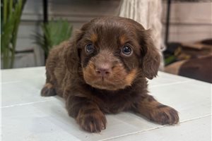 Victoria - puppy for sale
