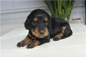 Alvin - Dachshund, Mini for sale
