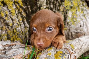 Lennox - puppy for sale