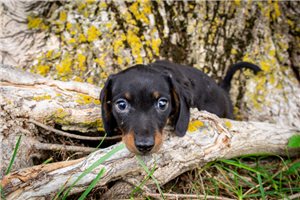 Leroy - puppy for sale