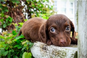 Leon - Mini Dachshund for sale