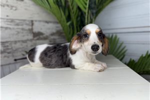 Nathan - puppy for sale