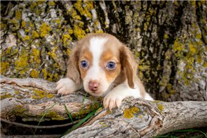 Leila - puppy for sale