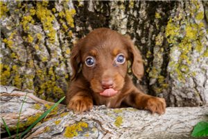 Lenin - puppy for sale