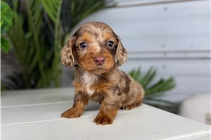 Picasso - puppy for sale