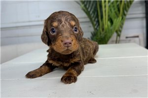 Andrew - Dachshund, Mini for sale