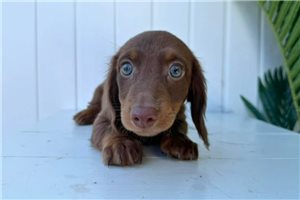 Lenin - Mini Dachshund for sale