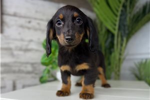 Olive - puppy for sale