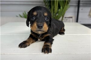 Alexandria - Dachshund, Mini for sale
