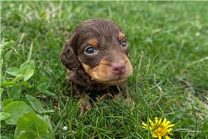 Vaughn - Dachshund, Mini for sale