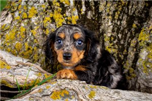 Lenny - puppy for sale
