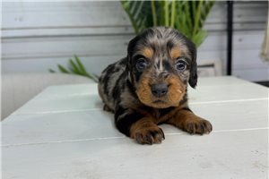 Astrid - Dachshund, Mini for sale