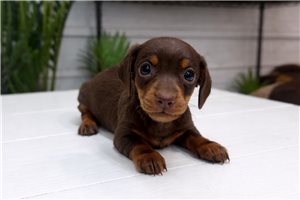 Vanessa - puppy for sale