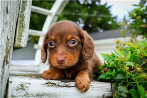 Leopold - puppy for sale