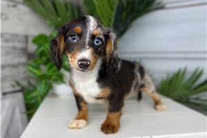 Opie - Dachshund, Tweenie for sale