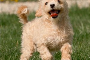 Kelvin - puppy for sale