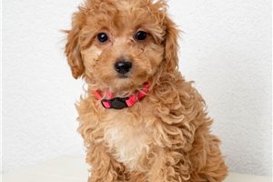 Kiera - puppy for sale