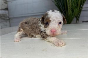Bubbles - Bernedoodle, Mini for sale