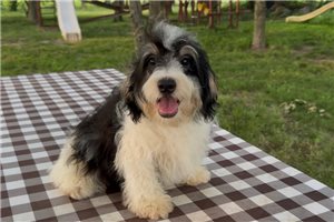Pongo - Bernedoodle, Mini for sale