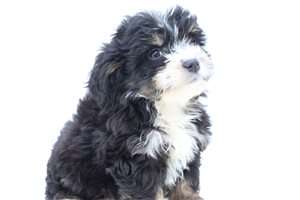 Penny - Bernedoodle, Mini for sale