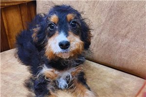 McDuff - puppy for sale