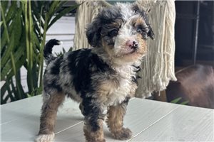 Bonnie - Bernedoodle, Mini for sale