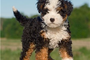 Dodie - Bernedoodle, Mini for sale