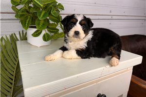 Michael - Bernedoodle, Mini for sale