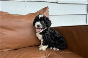 Kilo - Mini Bernedoodle for sale
