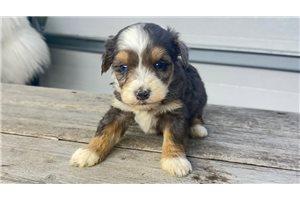 Theodore - puppy for sale