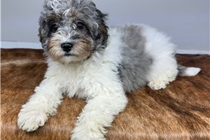 Sharon - Bernedoodle, Mini for sale