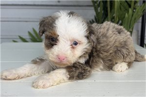Bubbles - Bernedoodle, Mini for sale