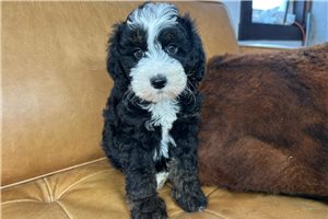Murphy - puppy for sale