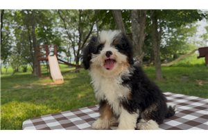 Francesca - Bernedoodle, Mini for sale