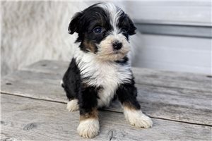 Tyra - puppy for sale