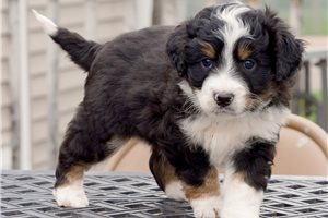 Lawrence - Bernedoodle, Mini for sale
