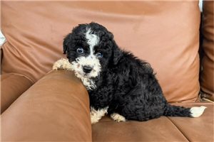 Kingsley - puppy for sale