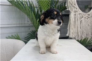 Piper - puppy for sale