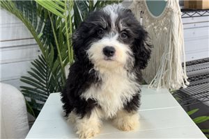 Preston - puppy for sale