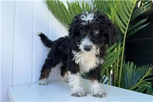 Kilo - Bernedoodle, Mini for sale