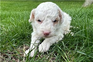 Emery - Bernedoodle, Mini for sale