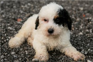 Hans - puppy for sale