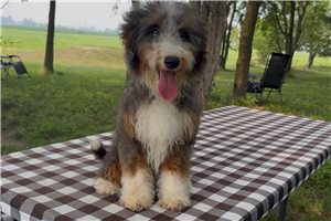 Thomas - Bernedoodle, Mini for sale