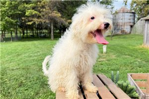 Edwin - Bernedoodle, Mini for sale