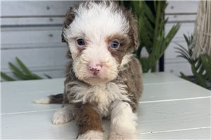 Betsy - Bernedoodle, Mini for sale