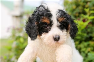 Herman - puppy for sale