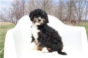 Oswald - Bernedoodle, Mini for sale