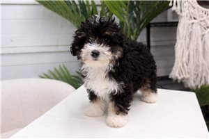 Penny - puppy for sale